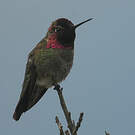 Colibri d'Anna