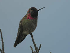 Anna's Hummingbird