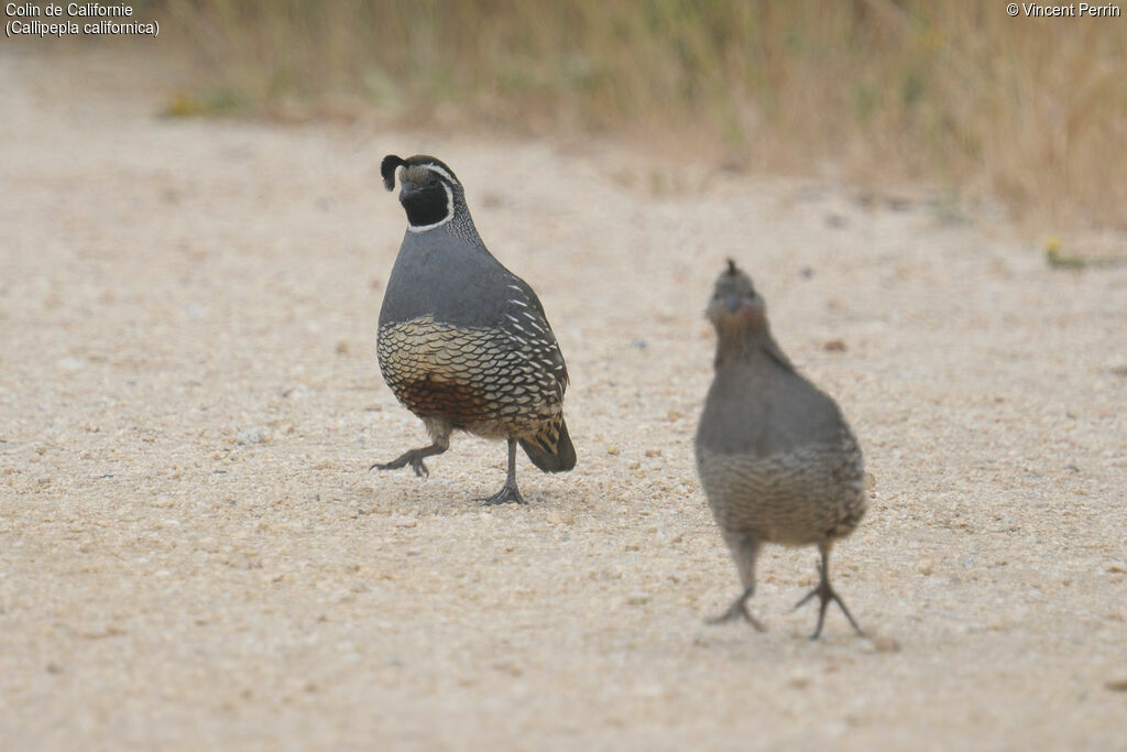 California Quailadult