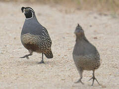 California Quail