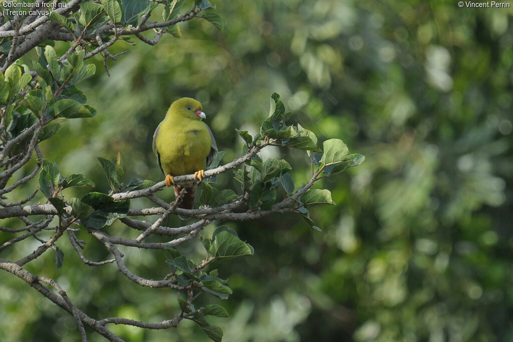 African Green Pigeonadult