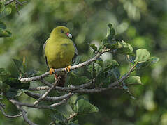 African Green Pigeon