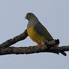 Colombar waalia