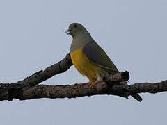 Bruce's Green Pigeon