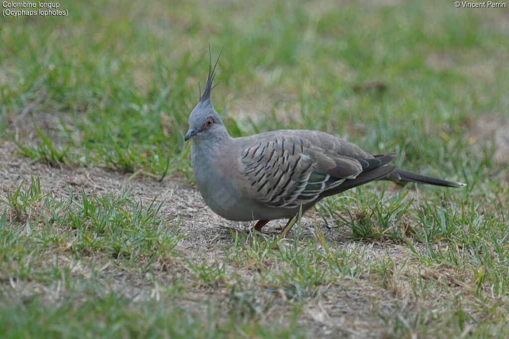 Crested Pigeonadult