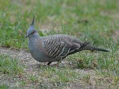 Crested Pigeon