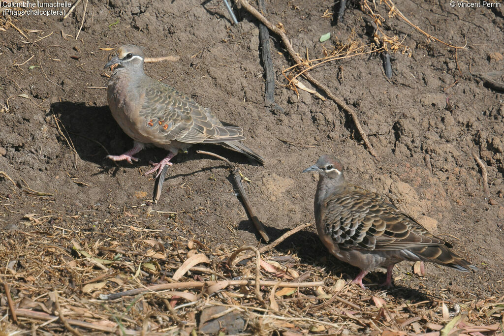 Common Bronzewingadult