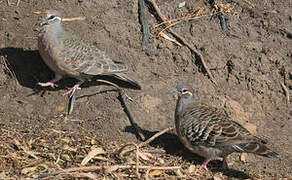 Common Bronzewing