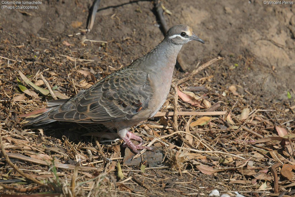 Common Bronzewing male adult