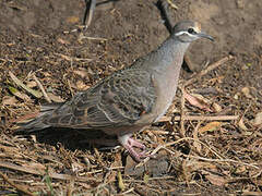 Common Bronzewing