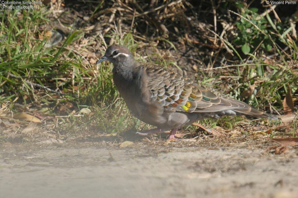 Common Bronzewing