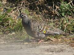 Common Bronzewing