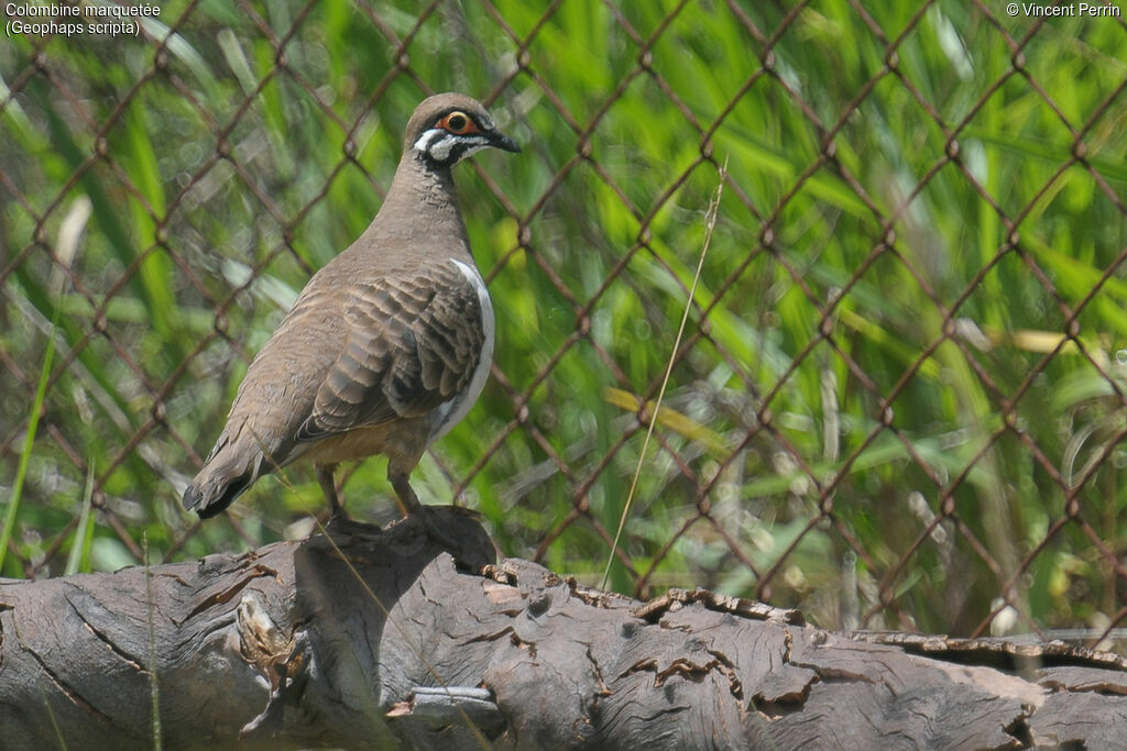 Squatter Pigeon