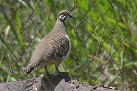 Squatter Pigeon