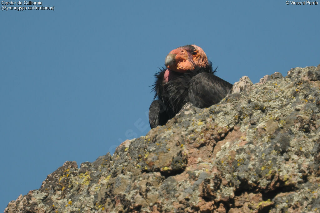 California Condoradult