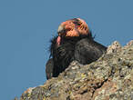 Condor de Californie