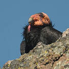 Condor de Californie