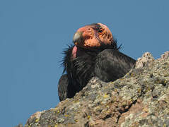 California Condor