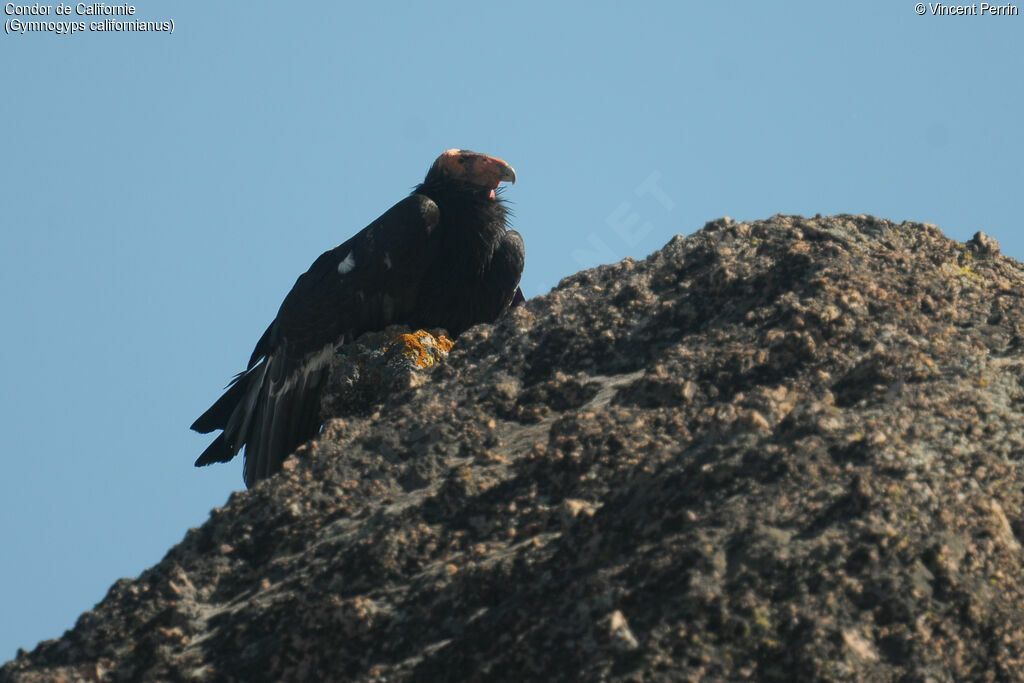 Condor de Californieadulte