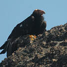 Condor de Californie