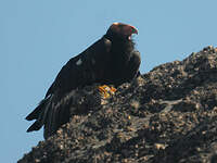 Condor de Californie