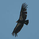 Condor de Californie