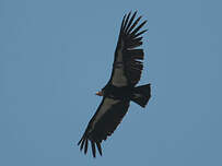 Condor de Californie