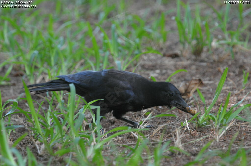 Corbeau calédonien