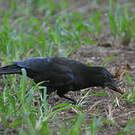 Corbeau calédonien