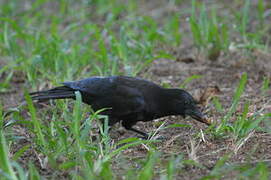 Corbeau calédonien