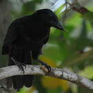 Corbeau calédonien