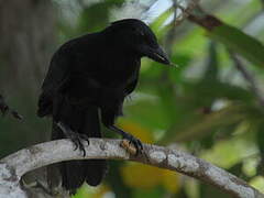 New Caledonian Crow