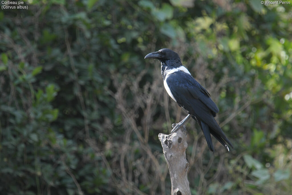 Pied Crowadult