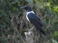 Pied Crow