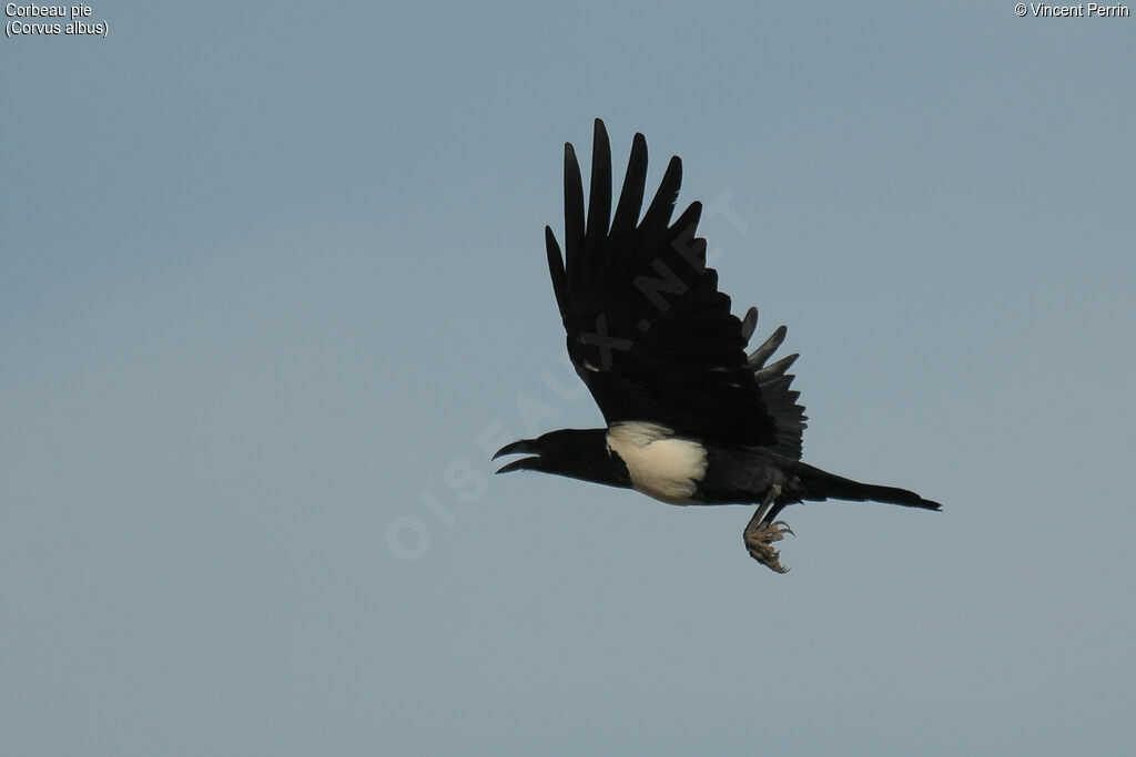 Corbeau pie