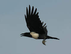 Pied Crow