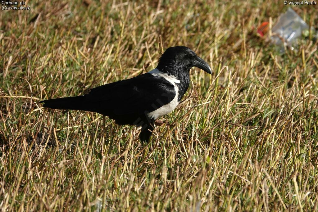 Corbeau pie