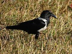 Pied Crow