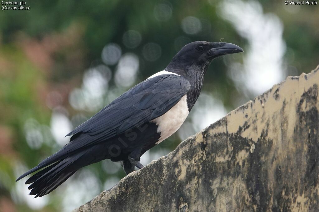 Corbeau pie