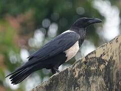 Pied Crow