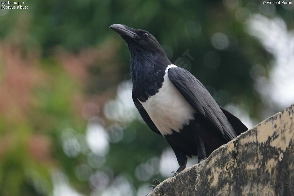 Corbeau pie