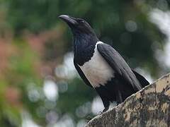 Pied Crow