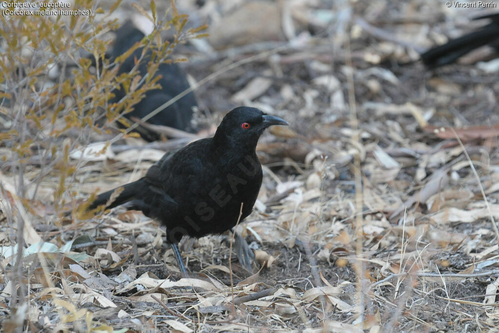 White-winged Choughadult