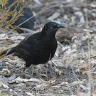 Corbicrave leucoptère