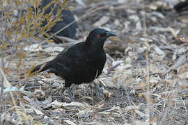 White-winged Chough