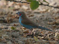 Red-cheeked Cordon-bleu