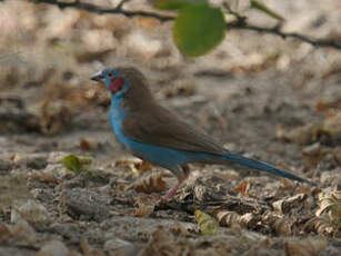 Cordonbleu à joues rouges