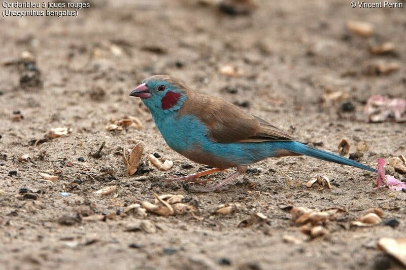 Red-cheeked Cordon-bleu male adult breeding