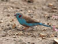 Cordonbleu à joues rouges