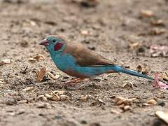 Red-cheeked Cordon-bleu